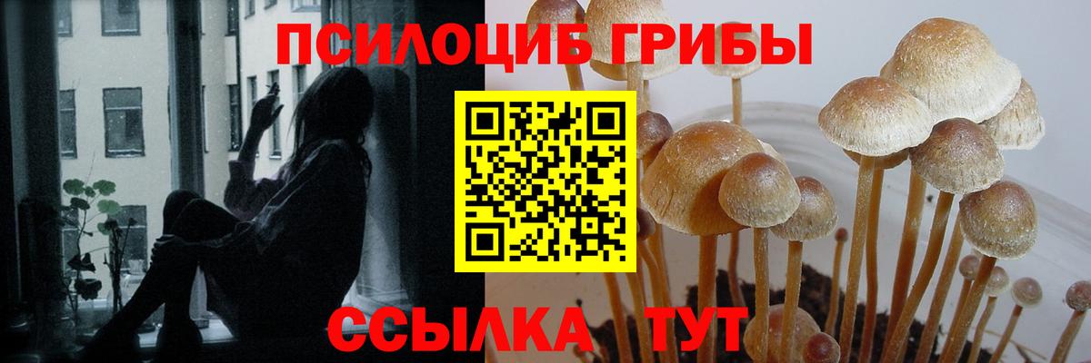 Псилоцибиновые грибы Psilocybe Сокол